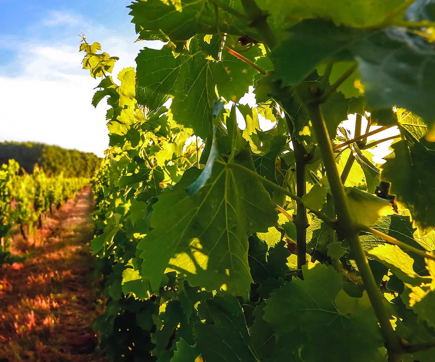Herstellung Lillet Aperitif