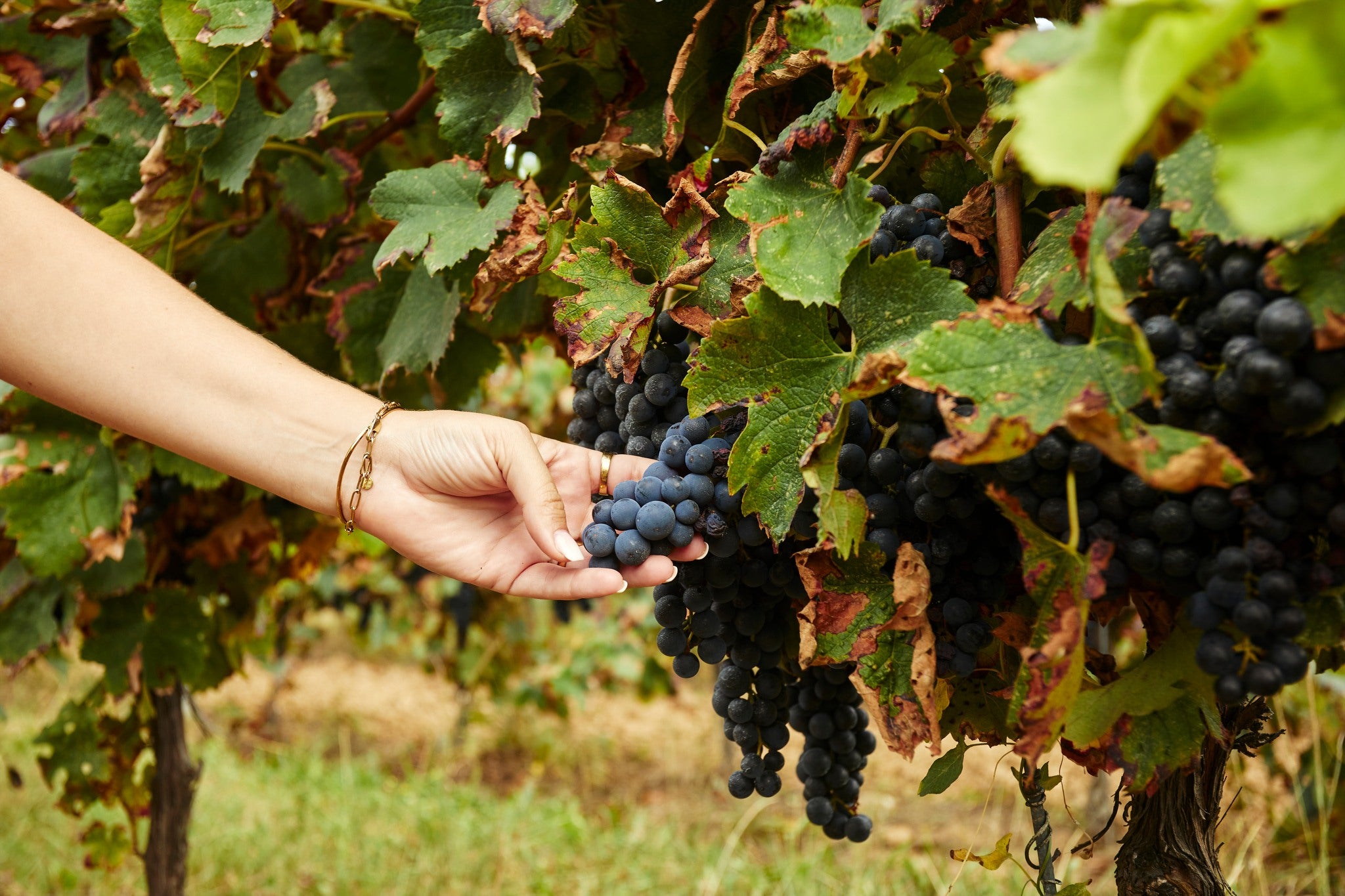Une sélection des vins minutieuse