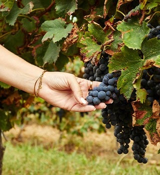 Histoire Maison Lillet mobile