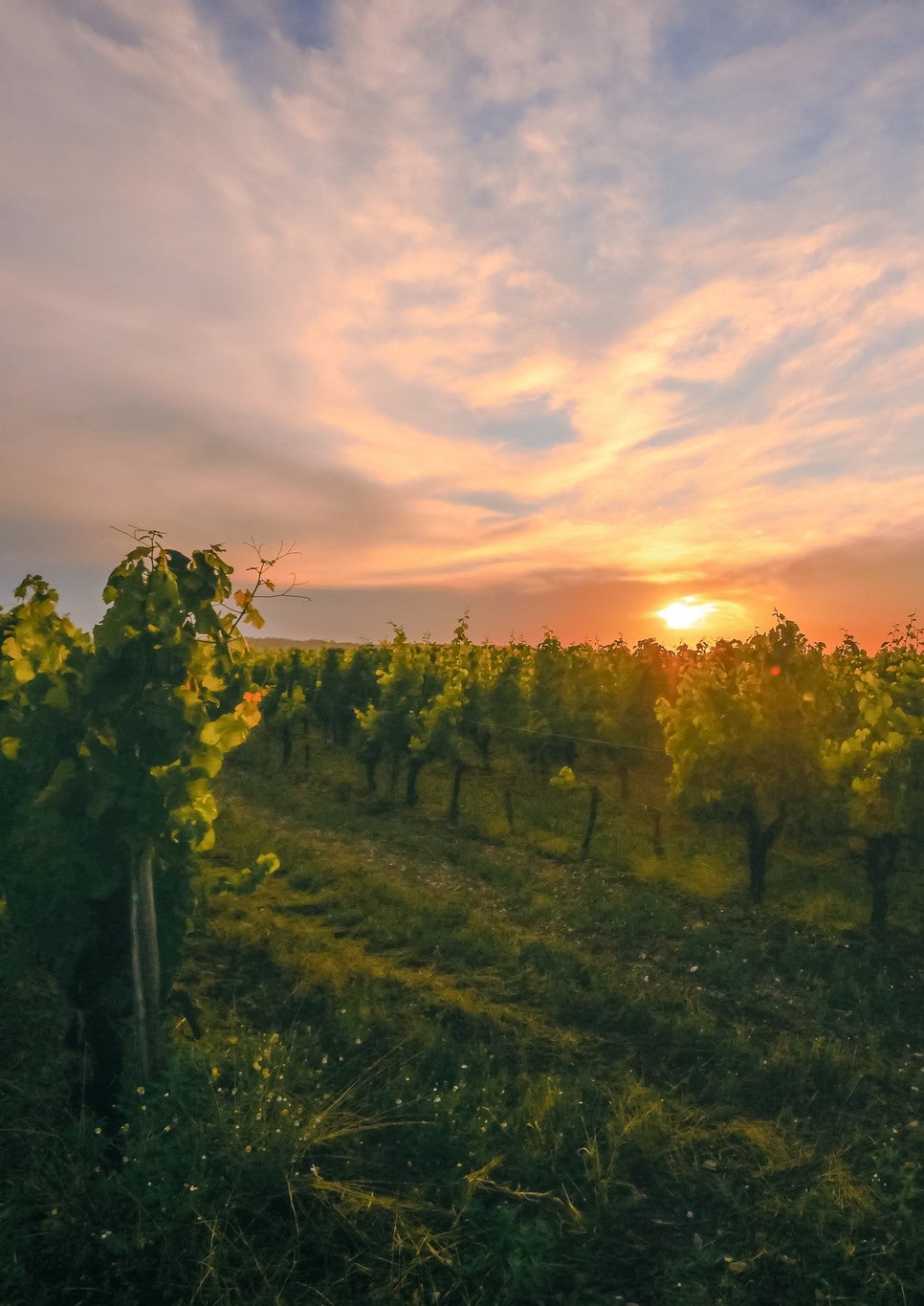 vue des vignes de Podensac